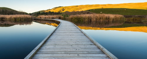Birdwatch at the Peka Peka Wetlands
